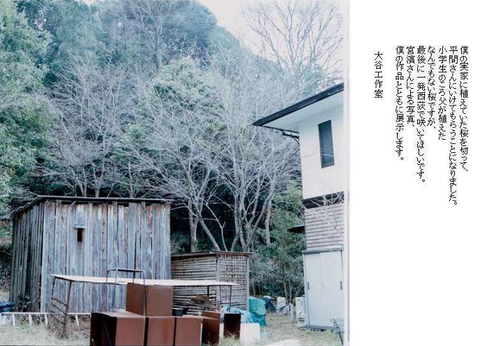 おおたにくんちの桜を"